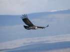 Female Andean condor in Patagonia. Chile, Magallanes. Art Print